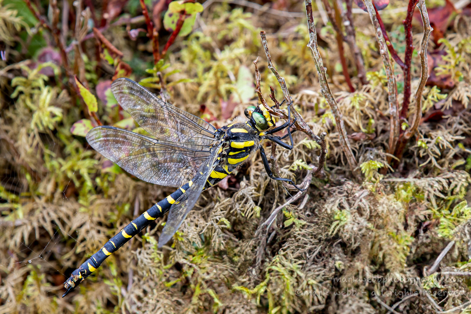 Female