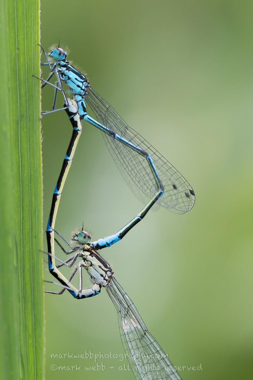 Mating