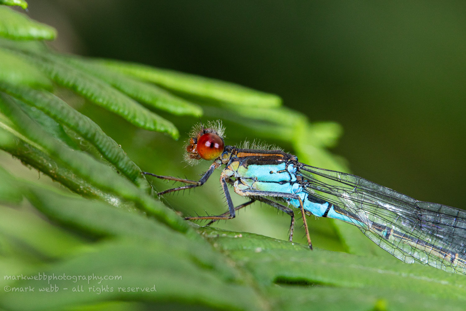 Male