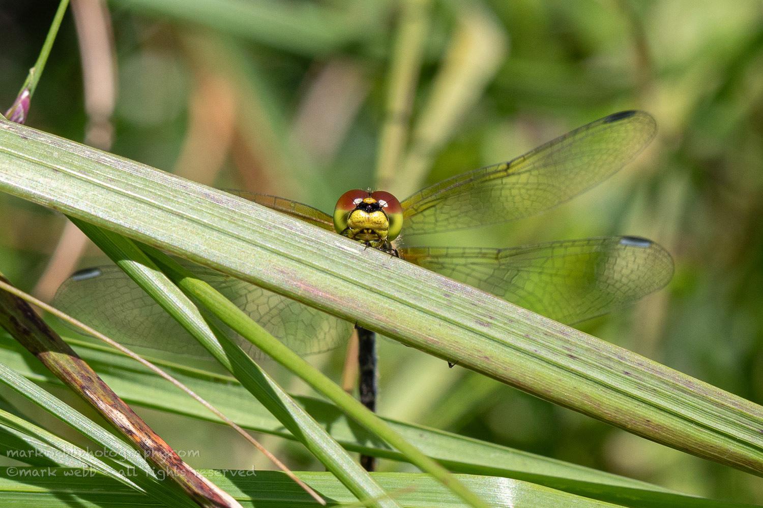 Female