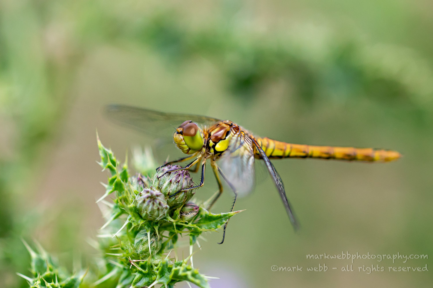 Female (Teneral / Newly Emerged)