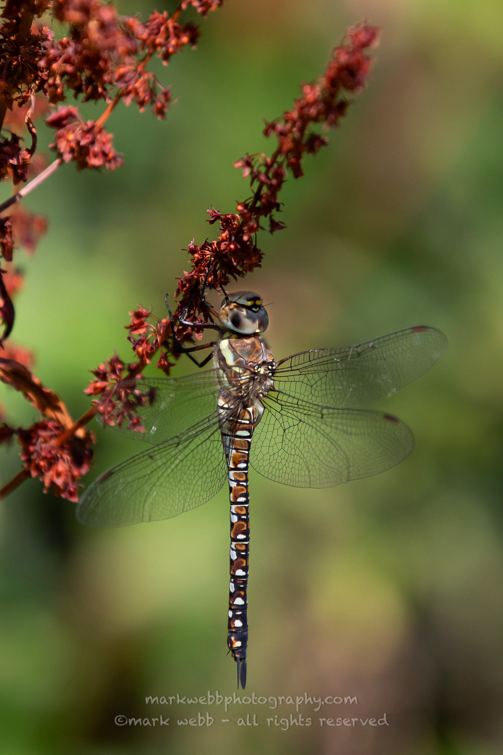 Female