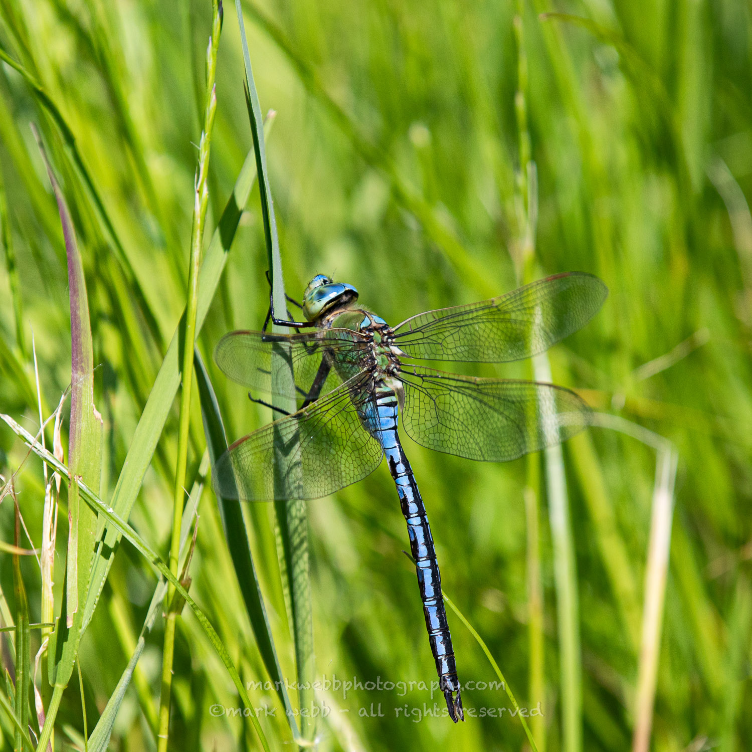 Male