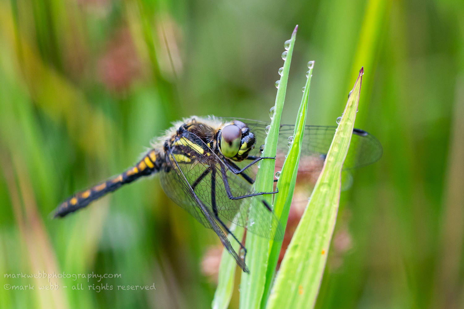 Male