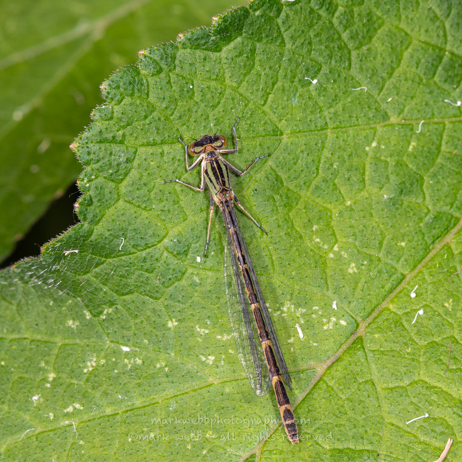 Female (Dull Green Form)
