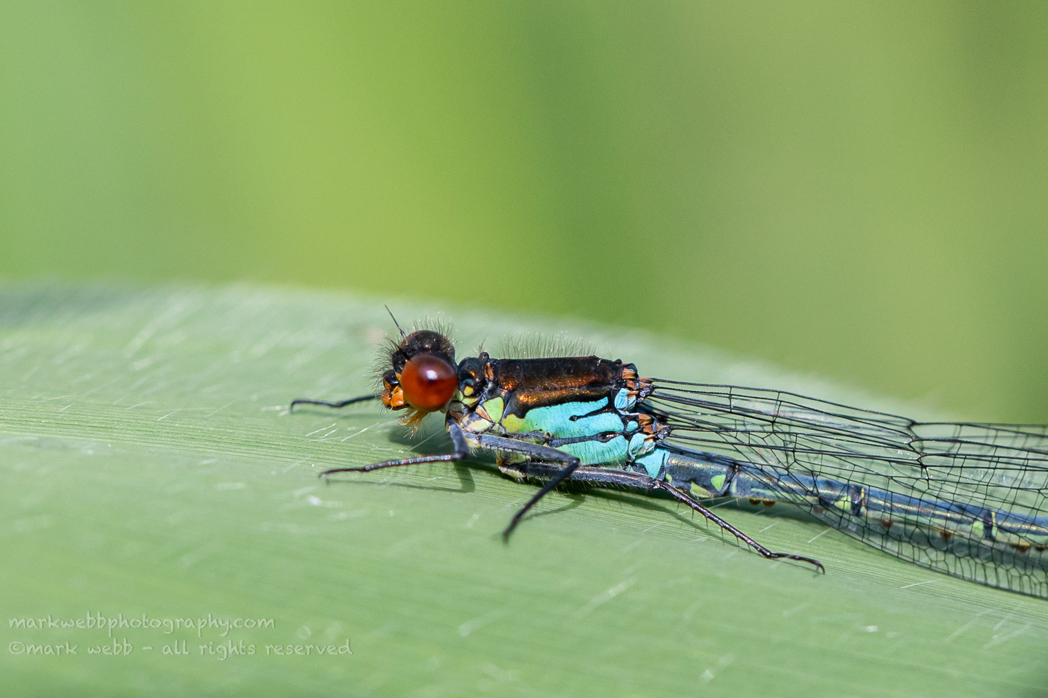 Male