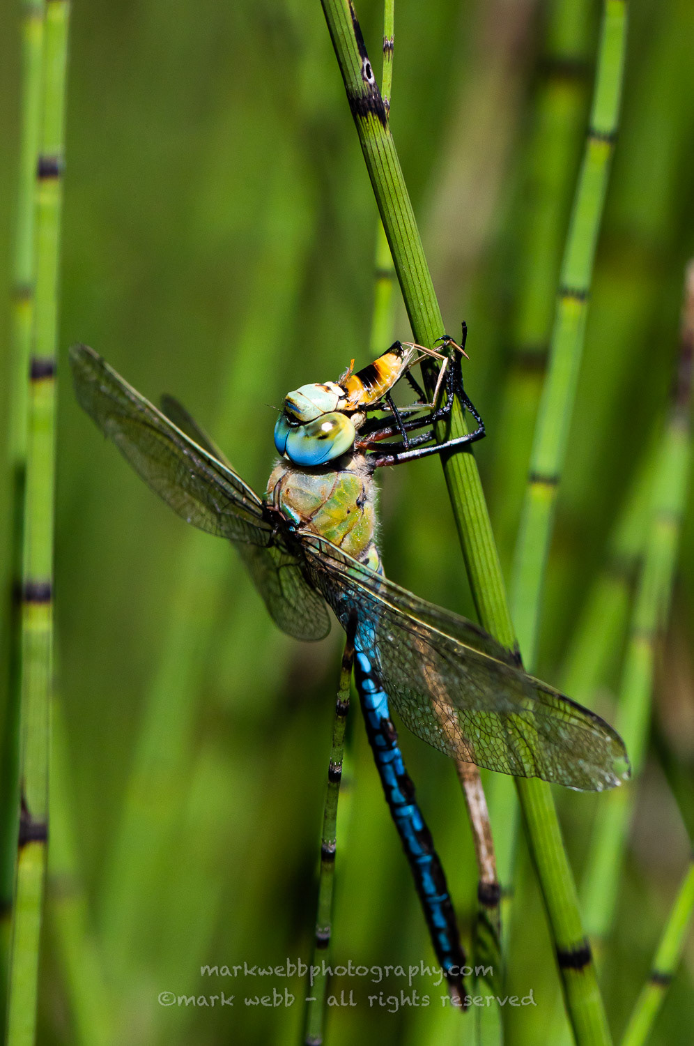 Male Feeding