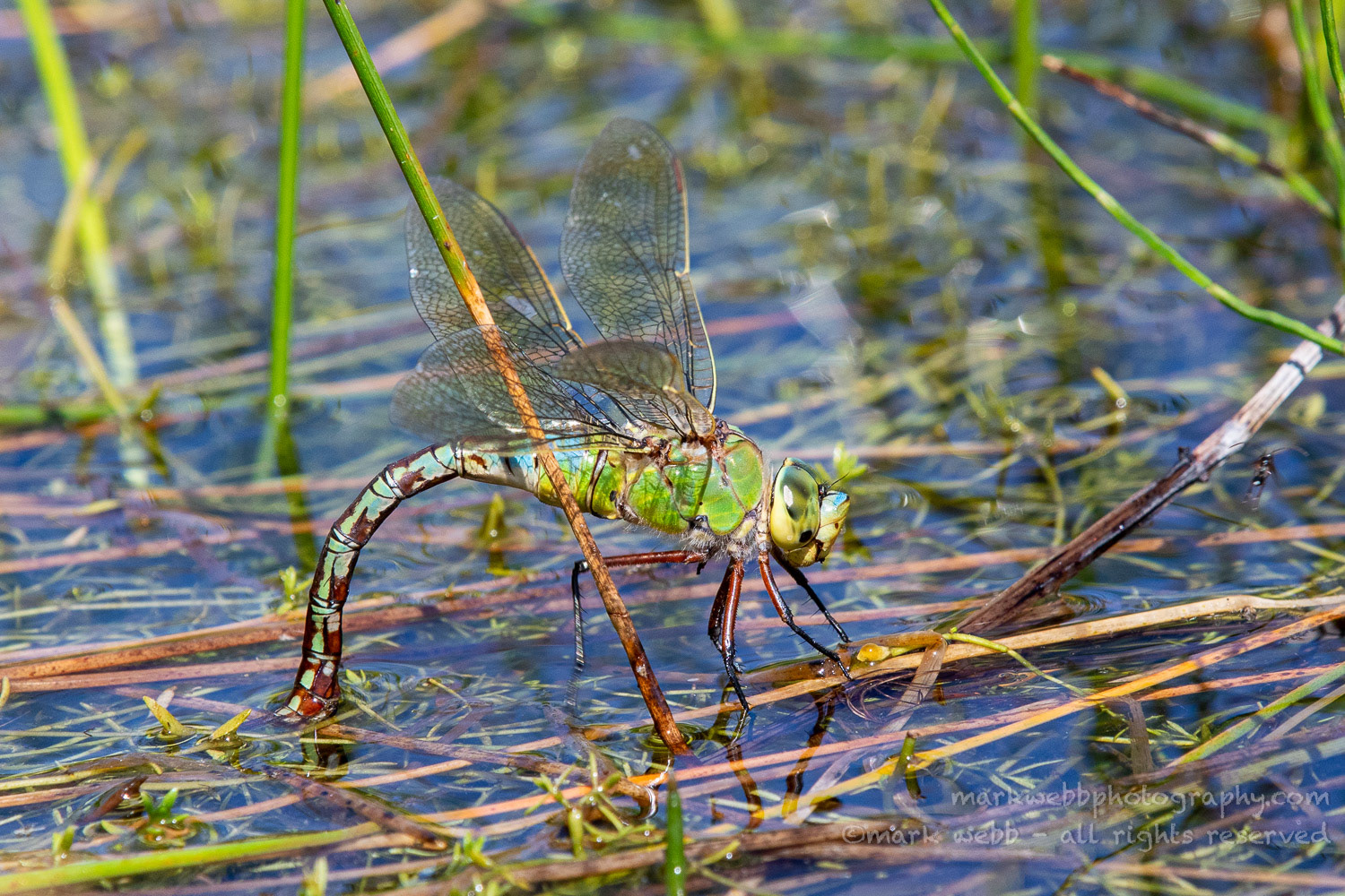 Egg Laying