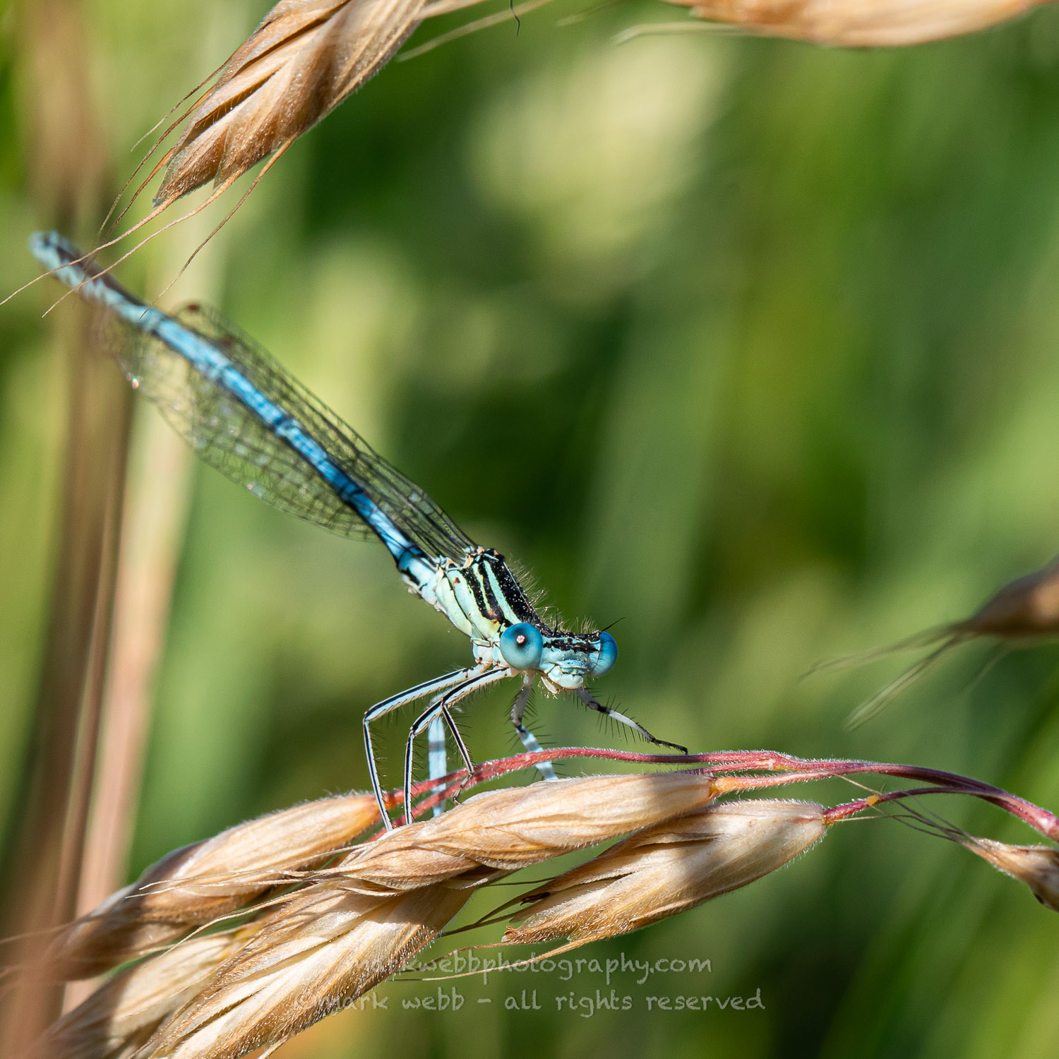 Male