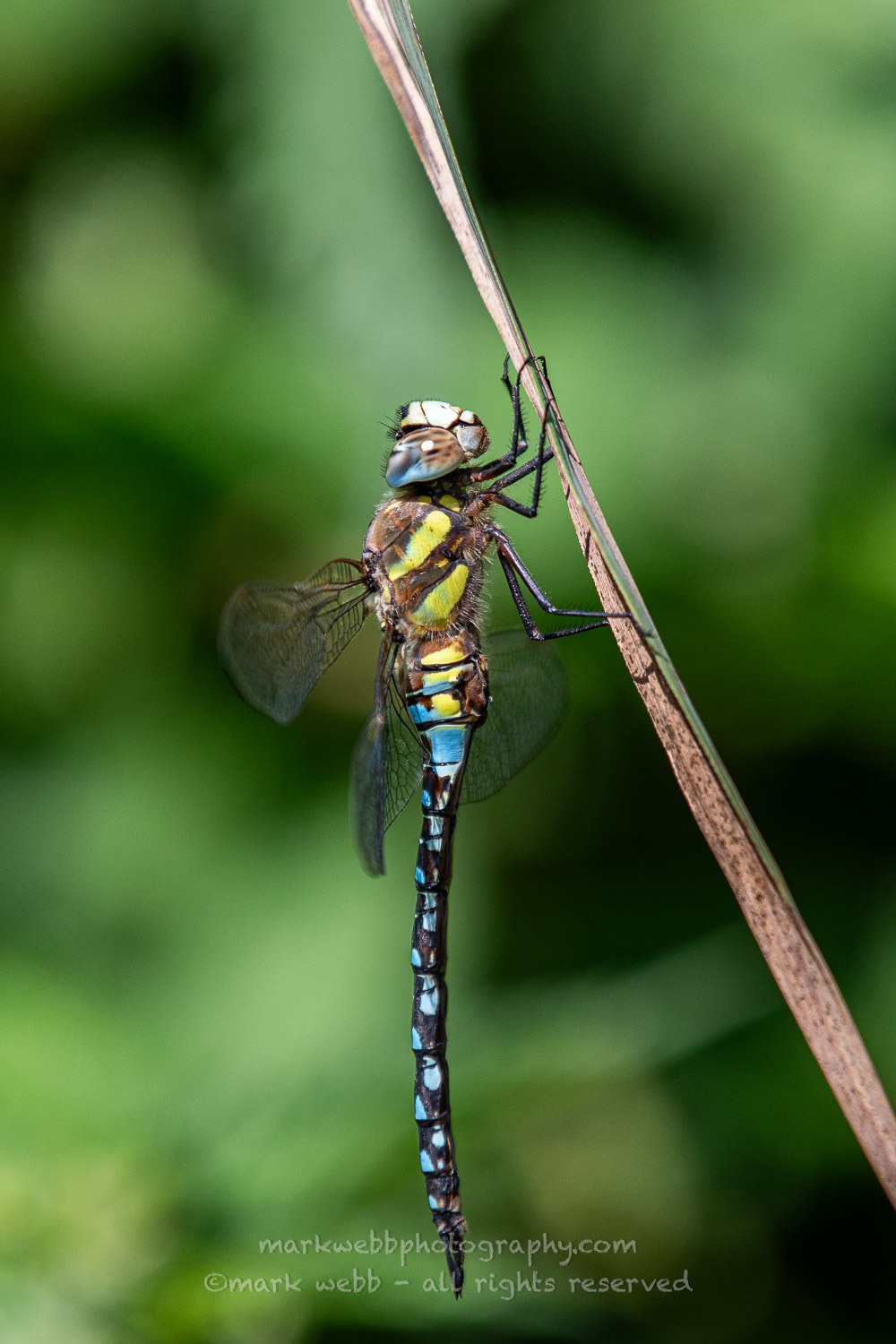 Male