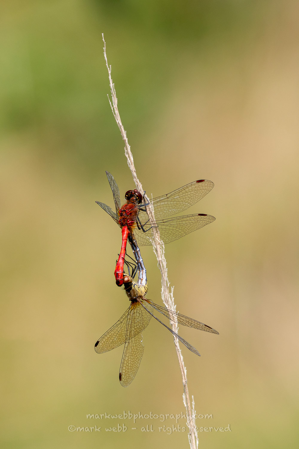 Mating