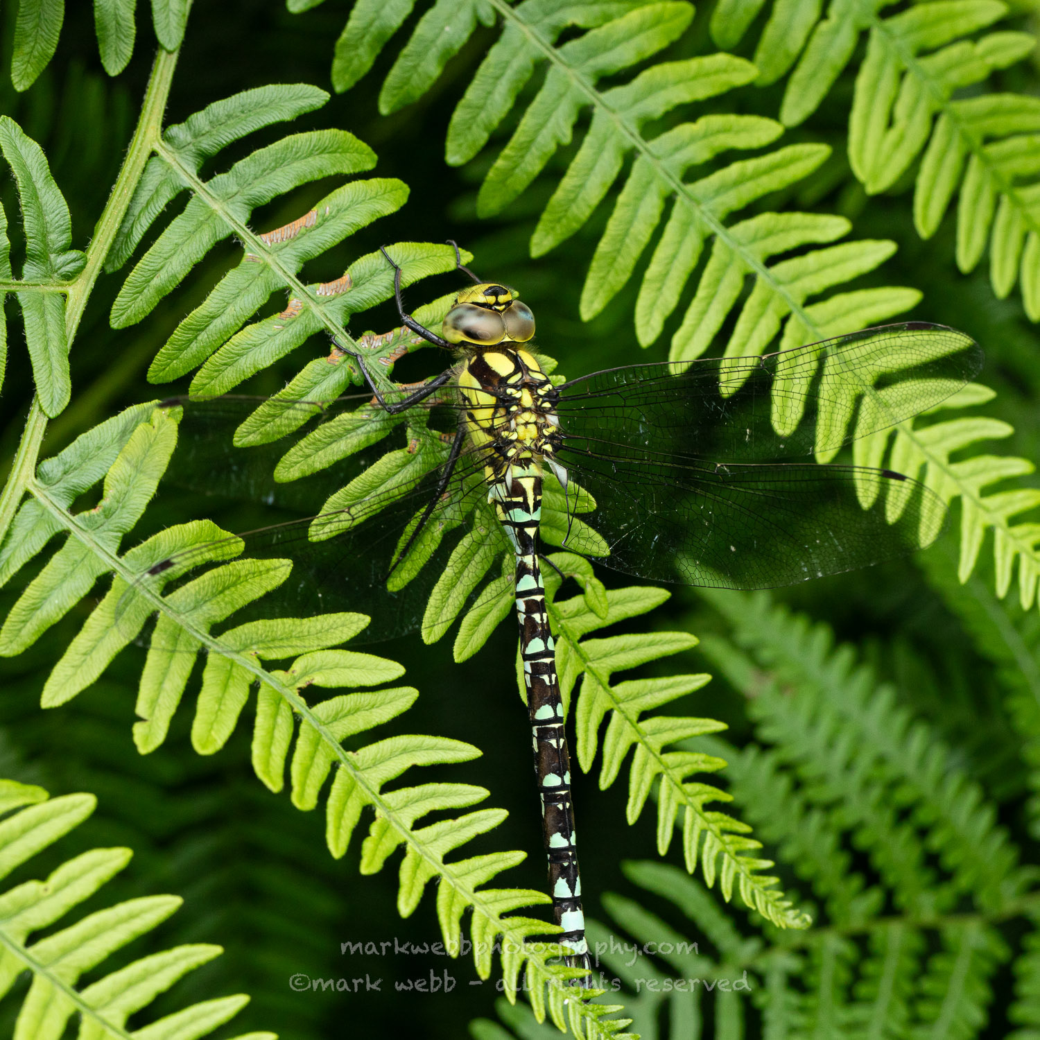 Male (Young Possibly Rarer Blue Markings)