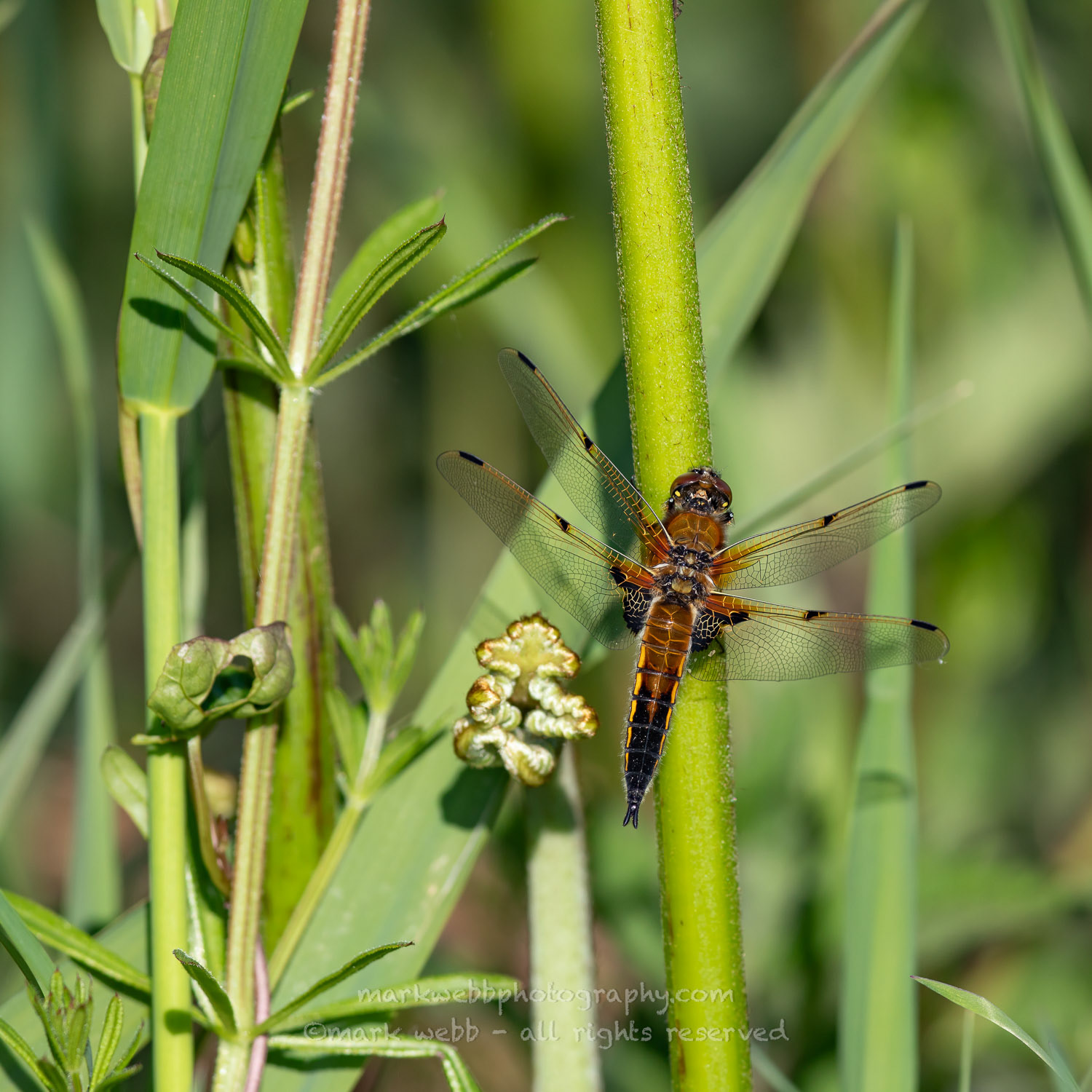 Male