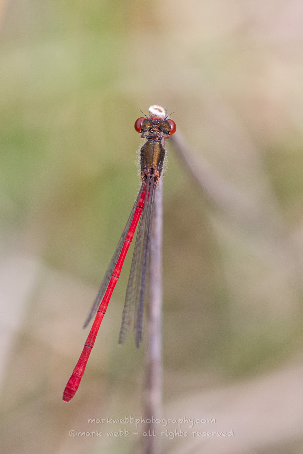 Male (Stretching)