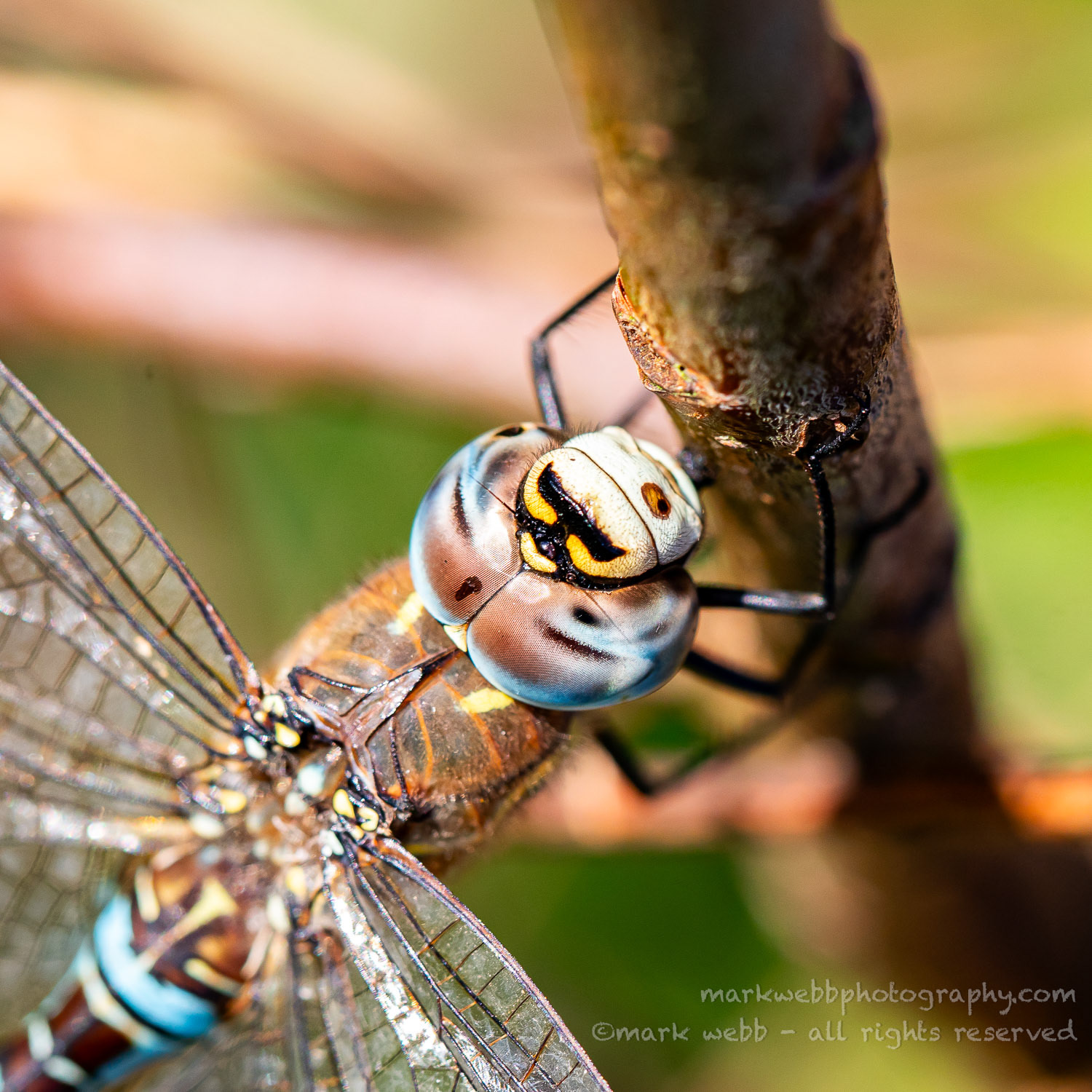 Male