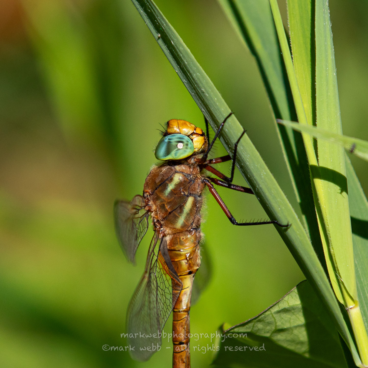 Male