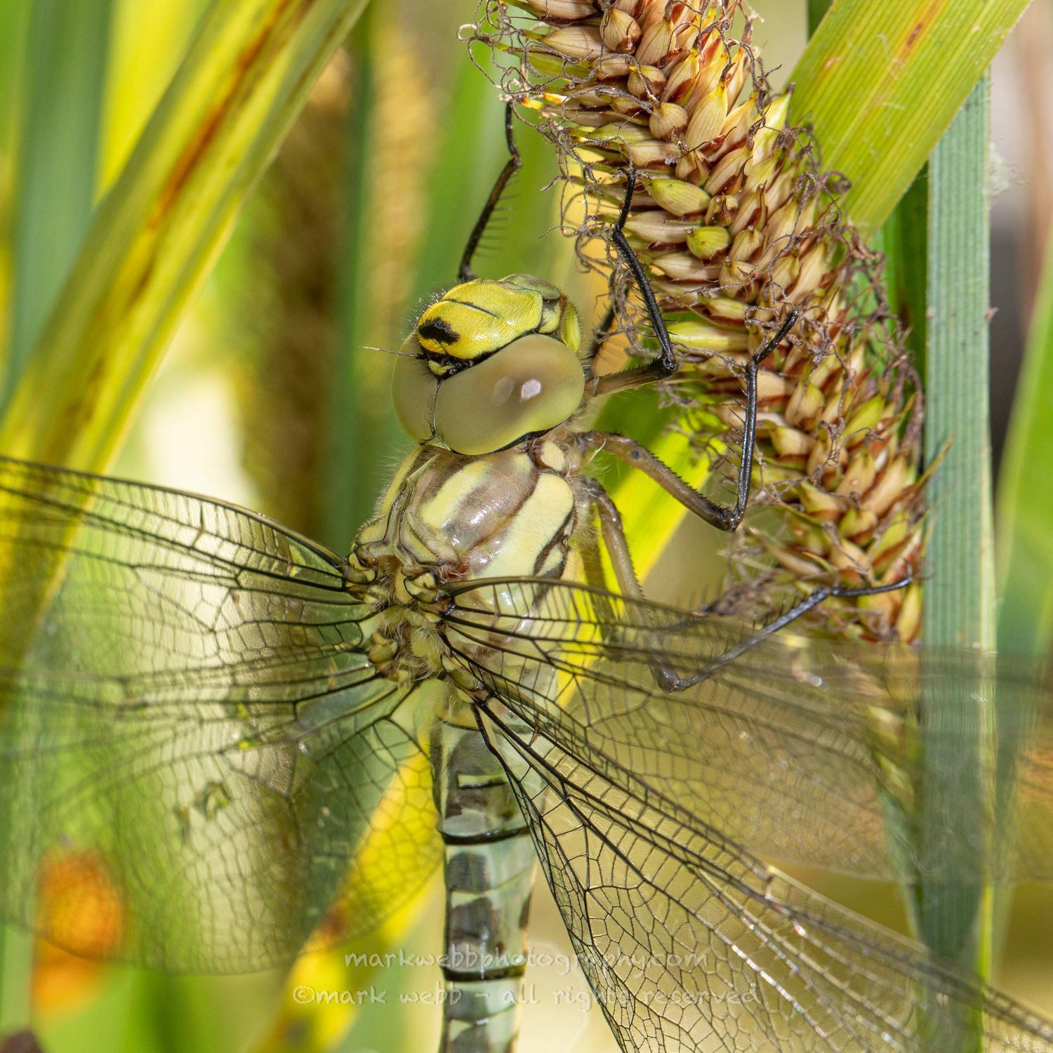 Female (Teneral / Newly Emerged)