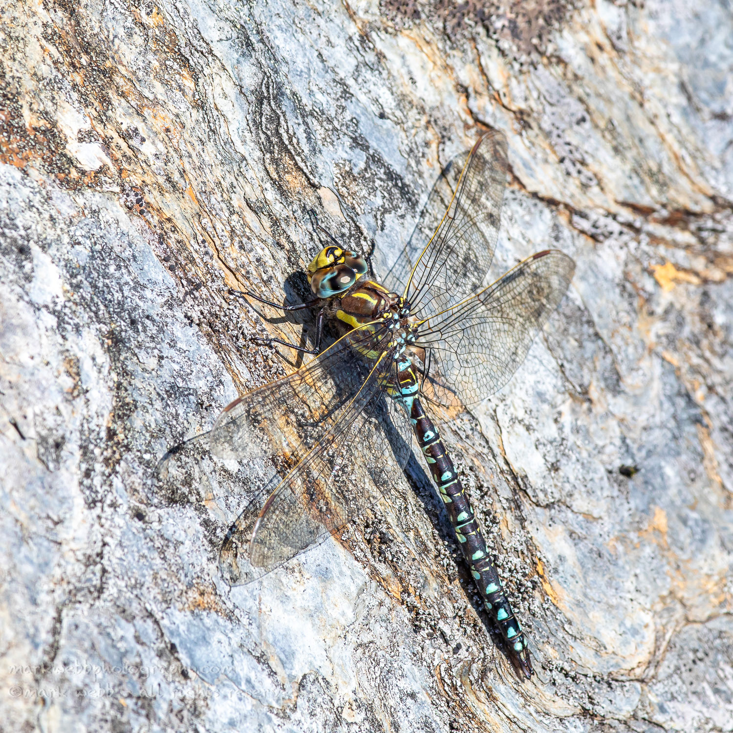 Male