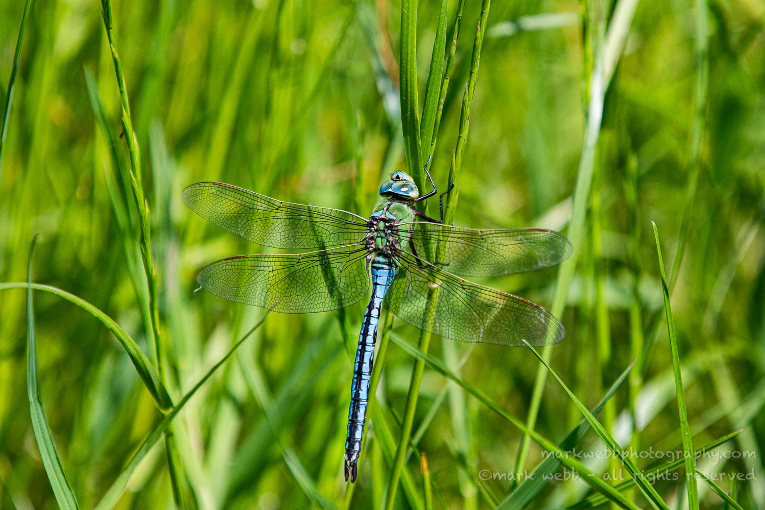 Male