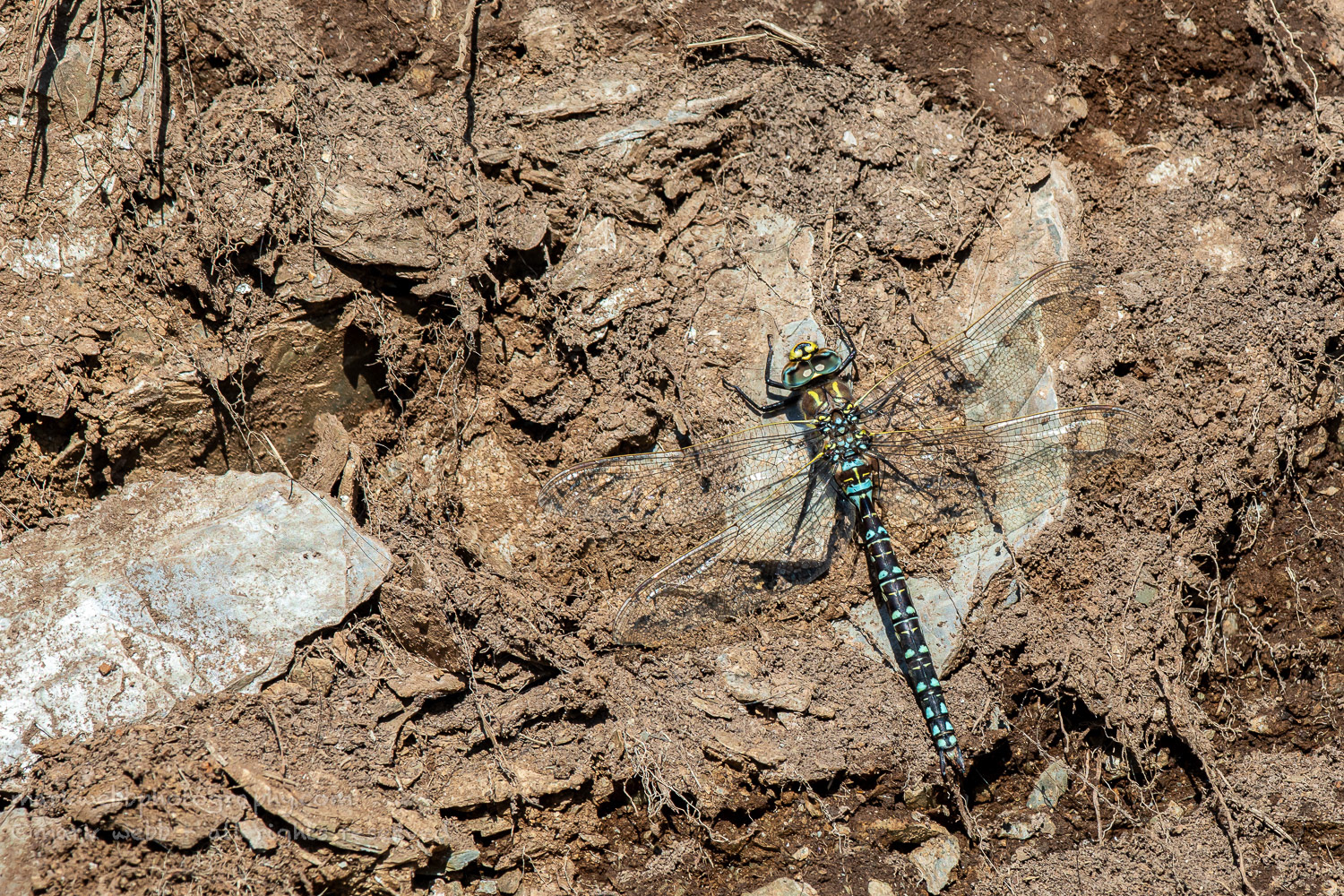 Male