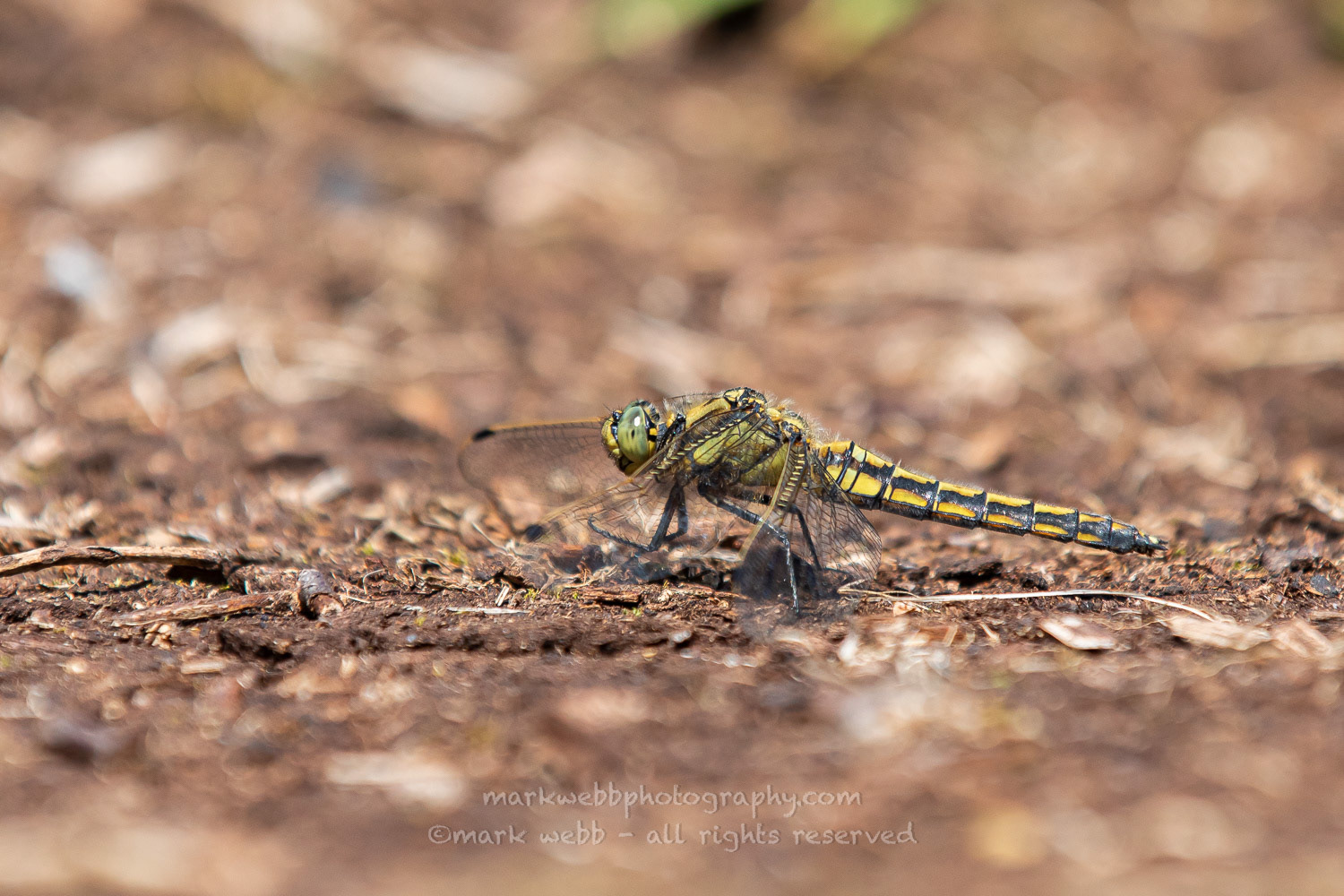 Female (Mature)