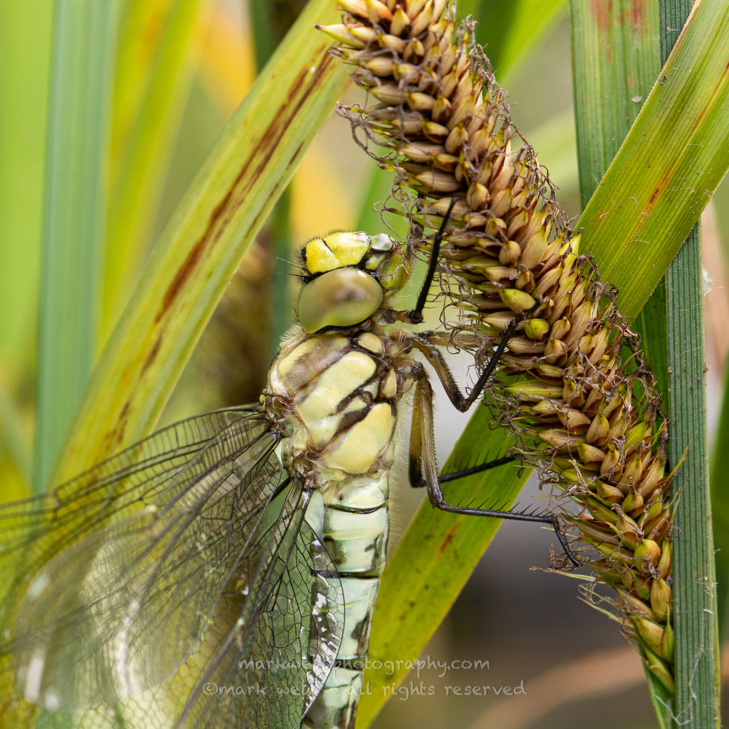 Female (Teneral / Newly Emerged)