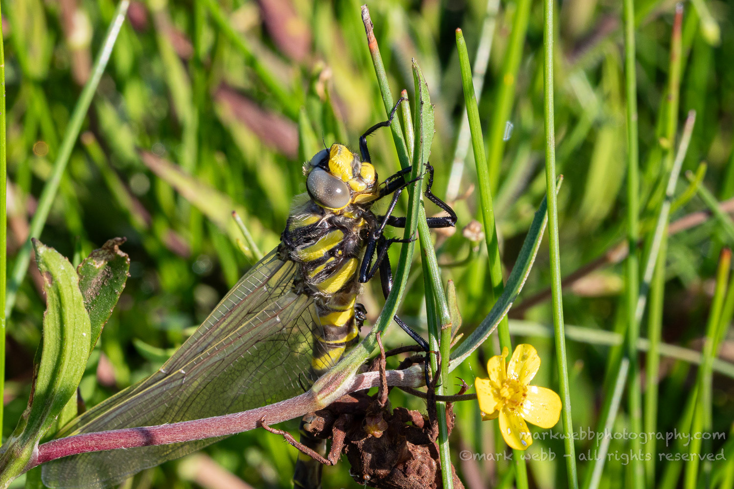 Teneral (Newly Emerged)