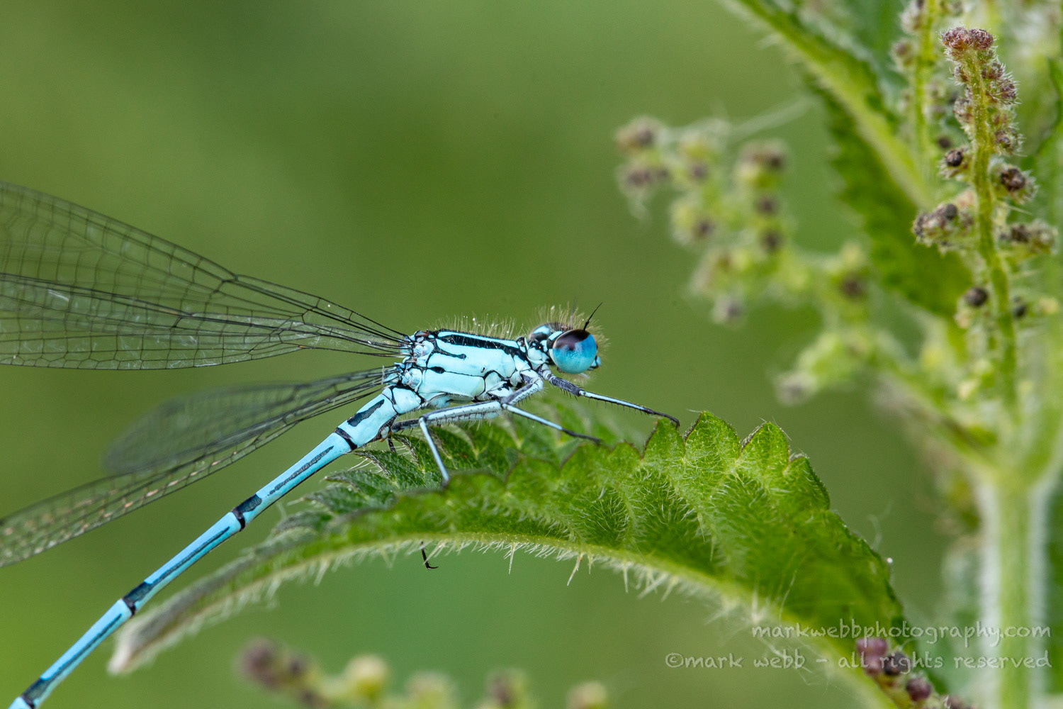 Male