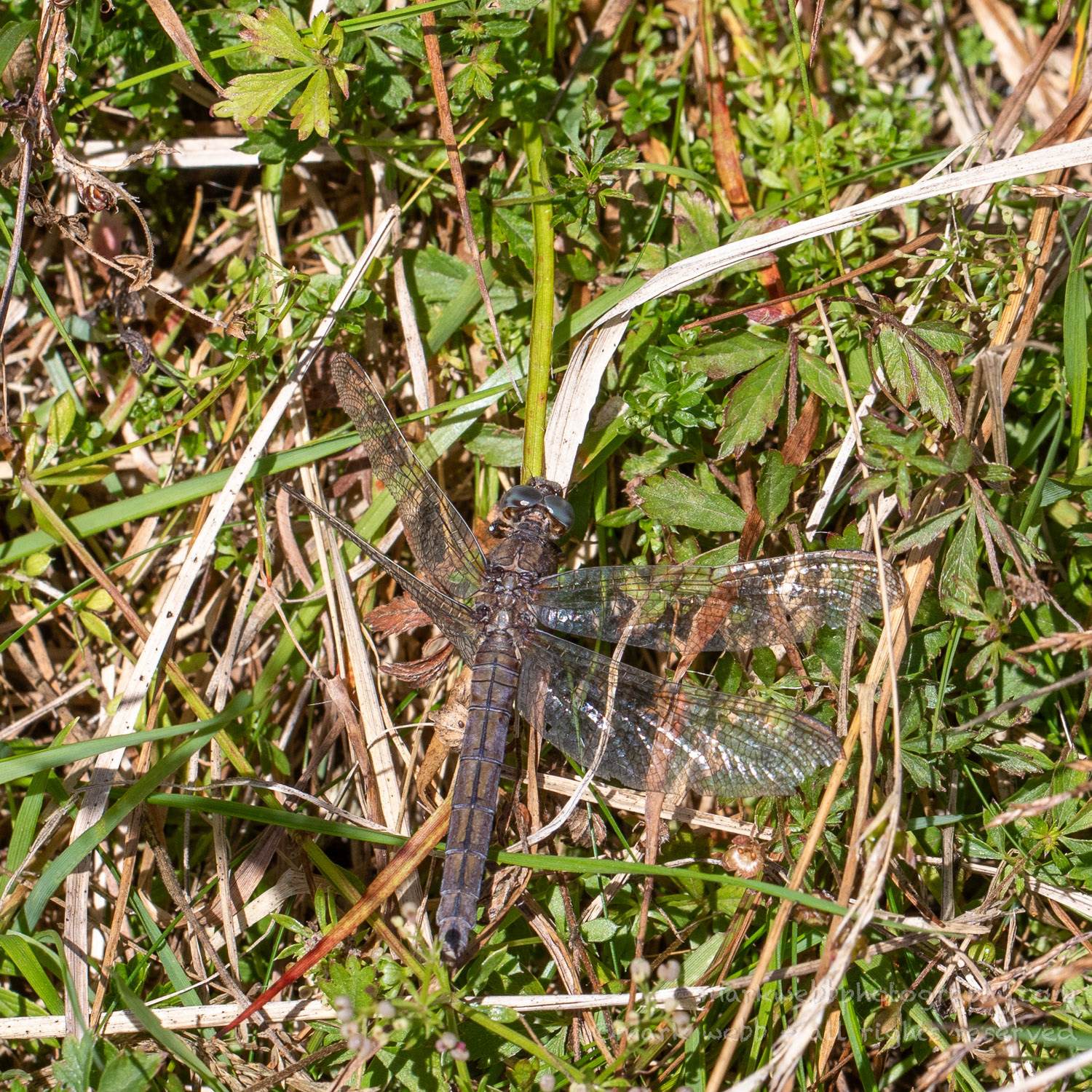 Female (Elderly)
