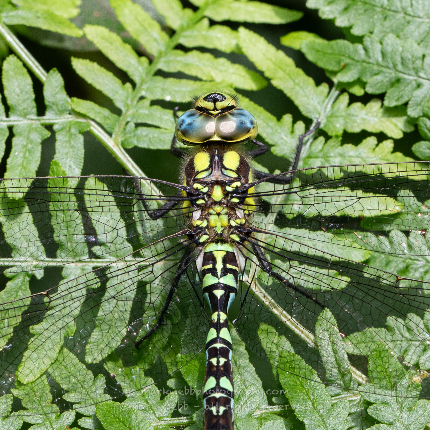 Male