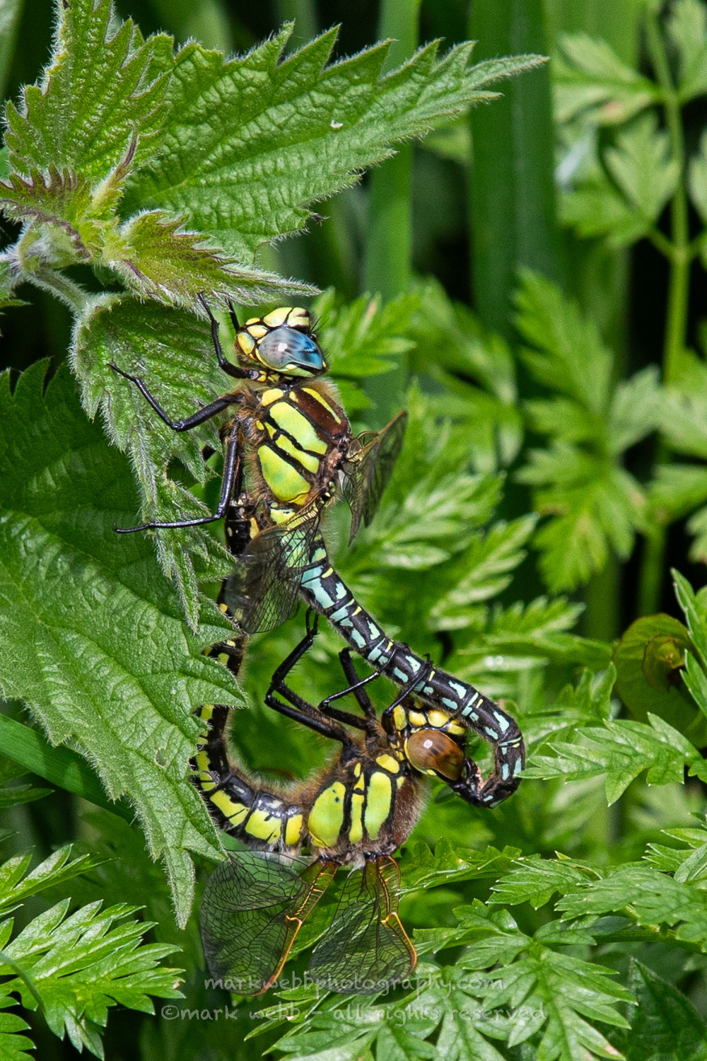 Mating