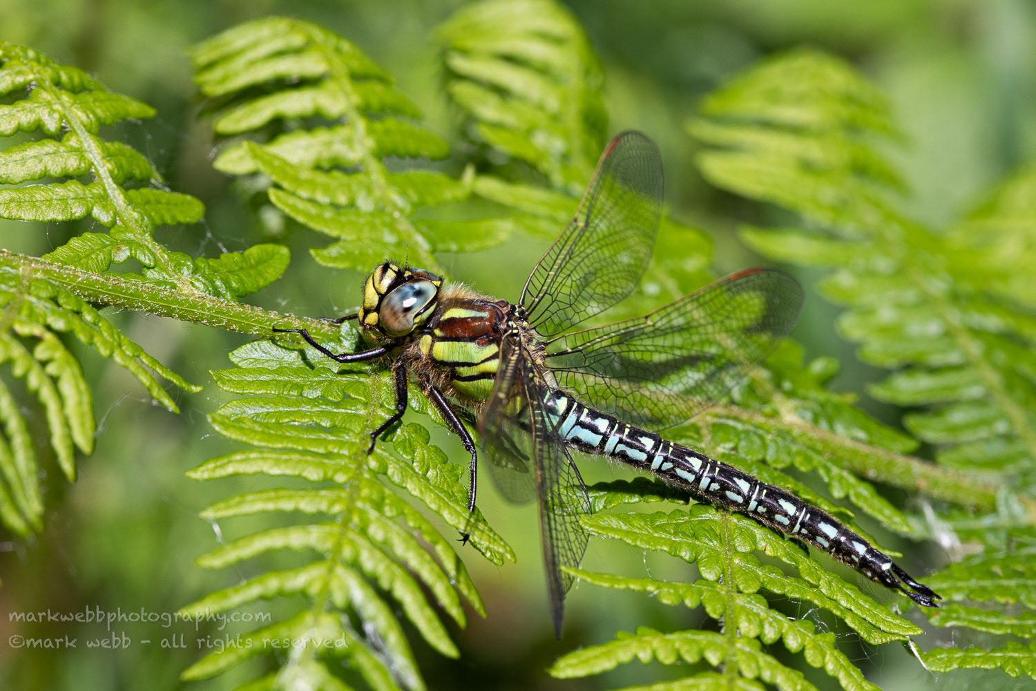 Male