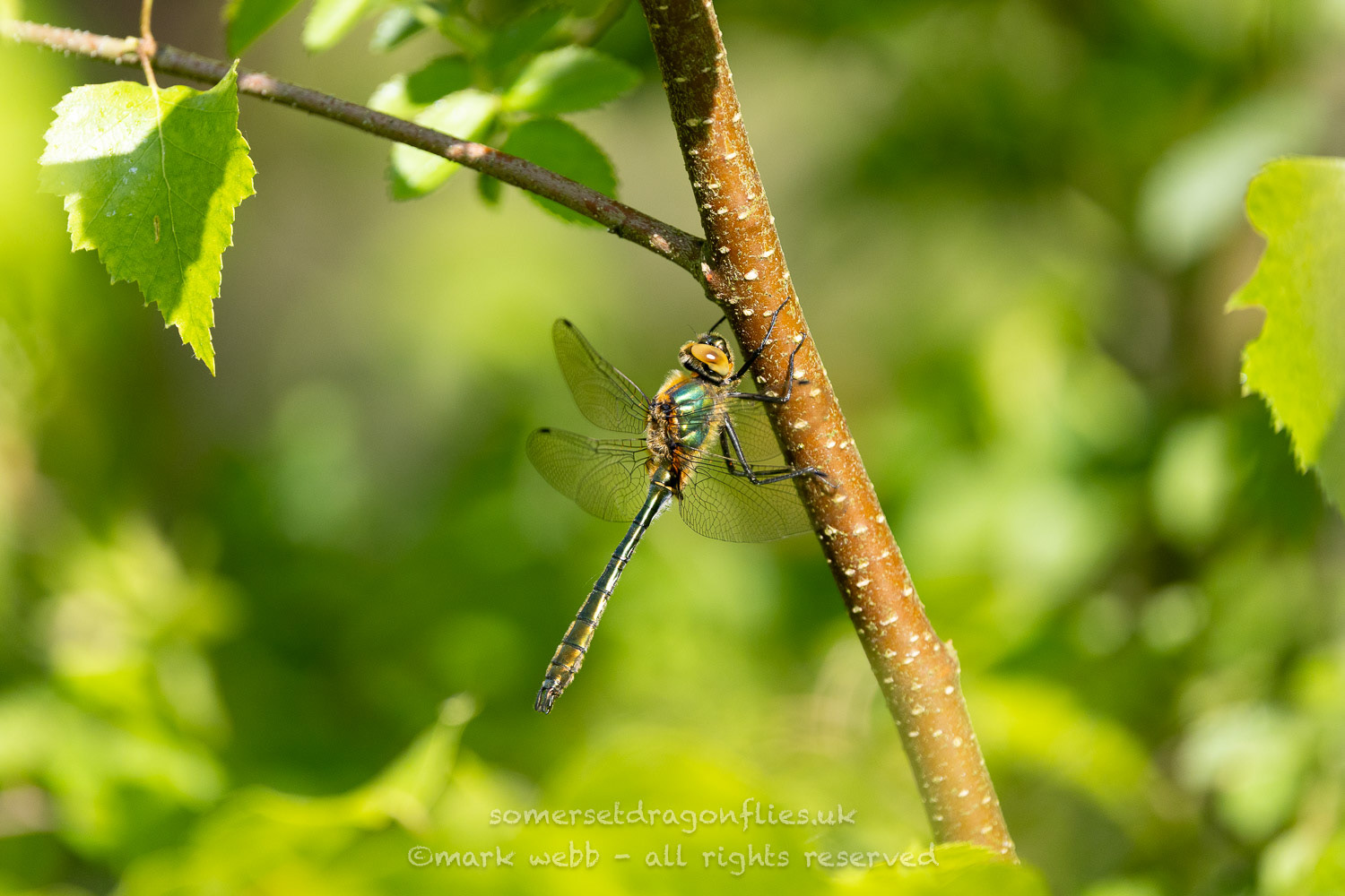 Male