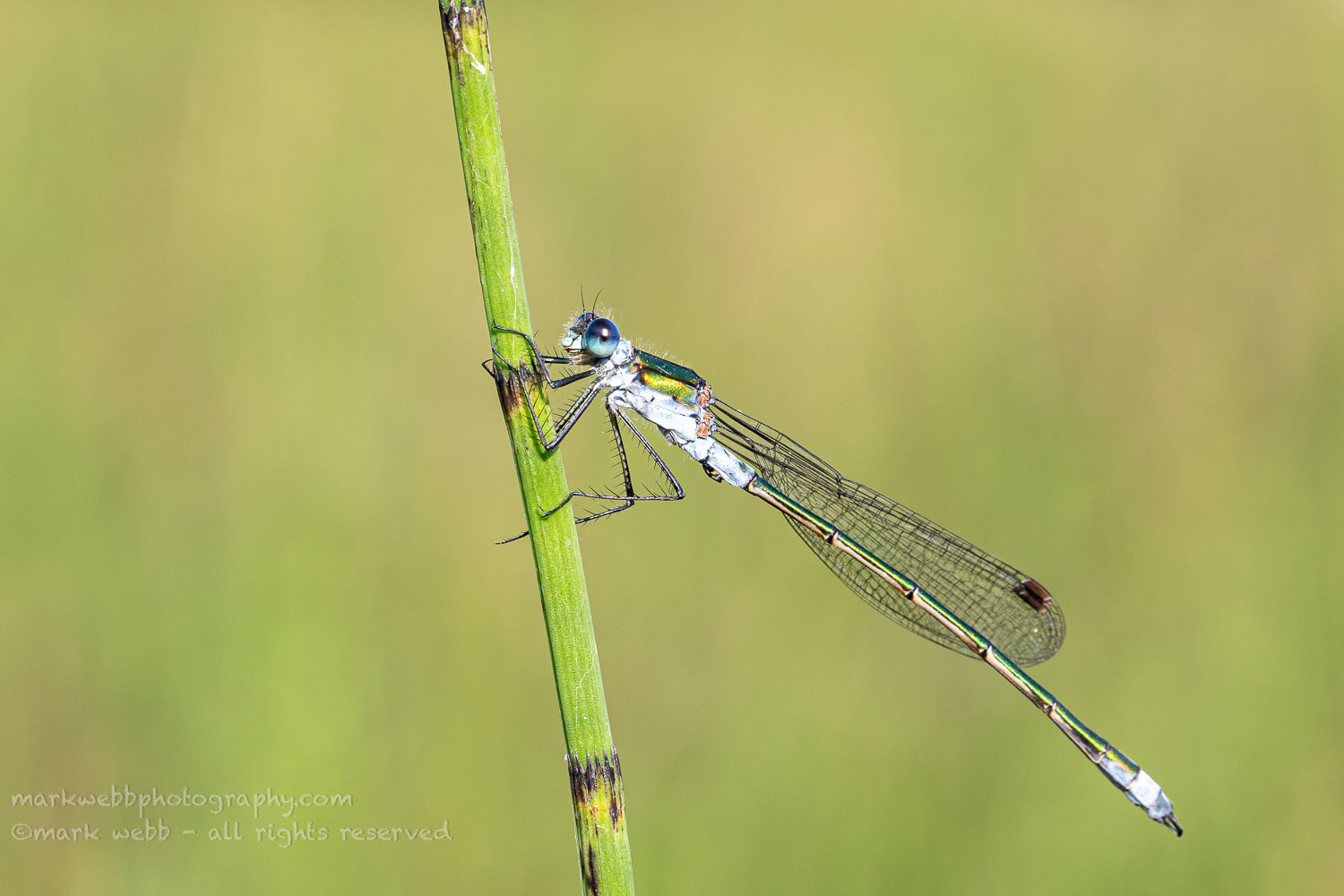 Male