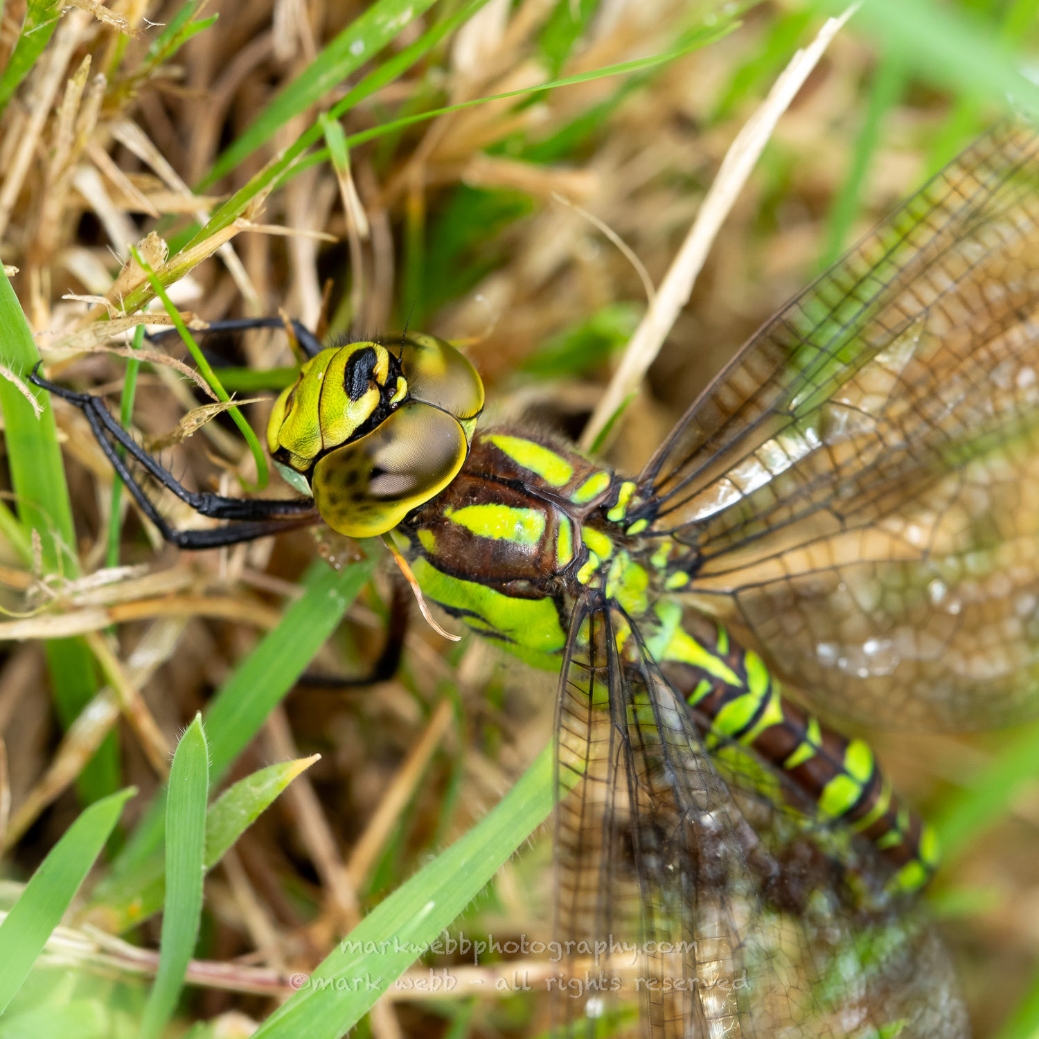 Egg Laying