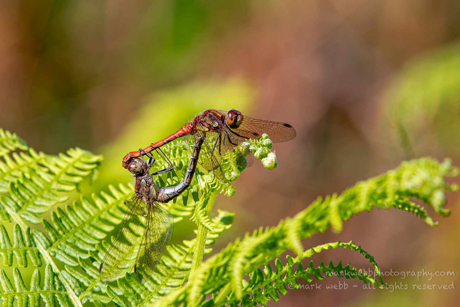Mating