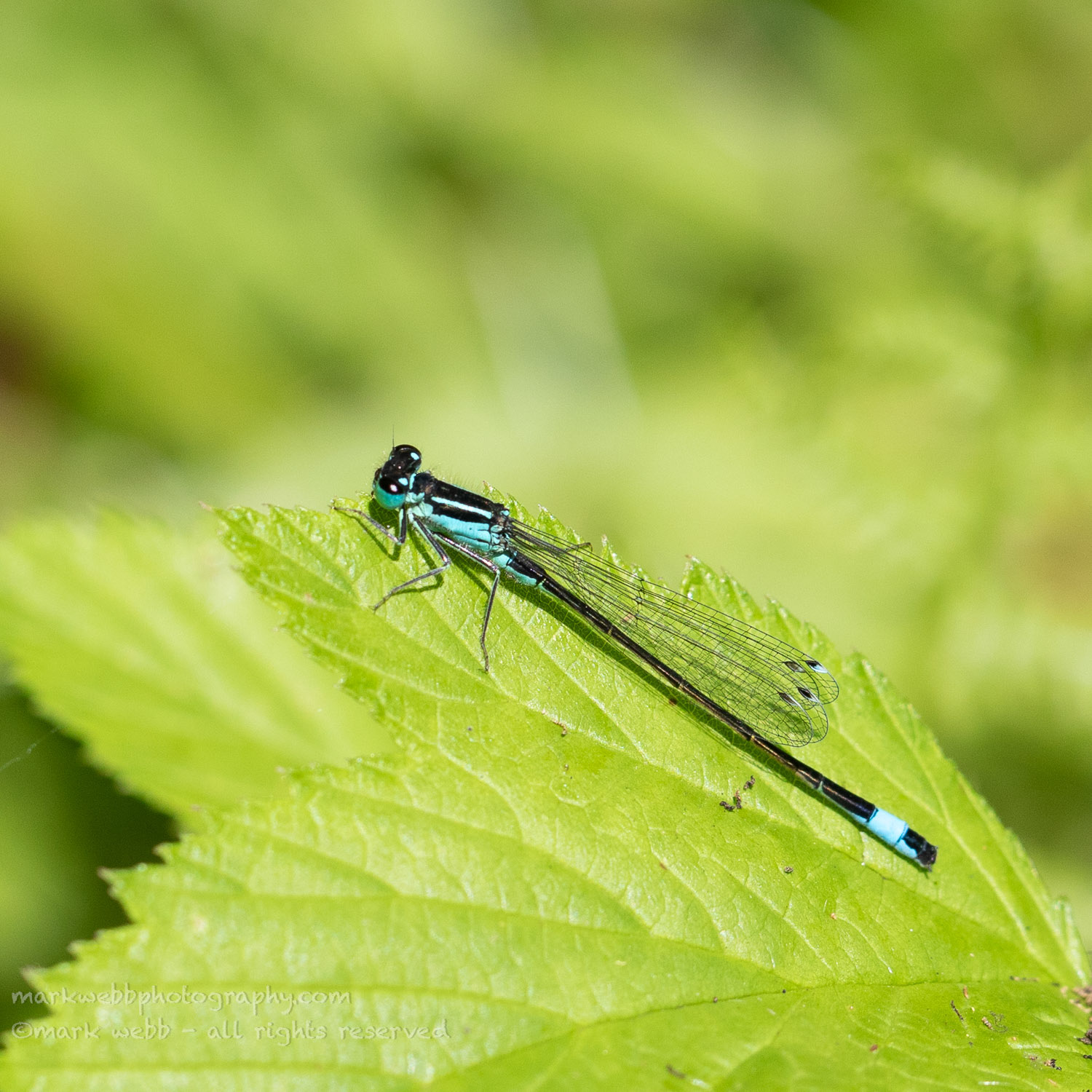 Male