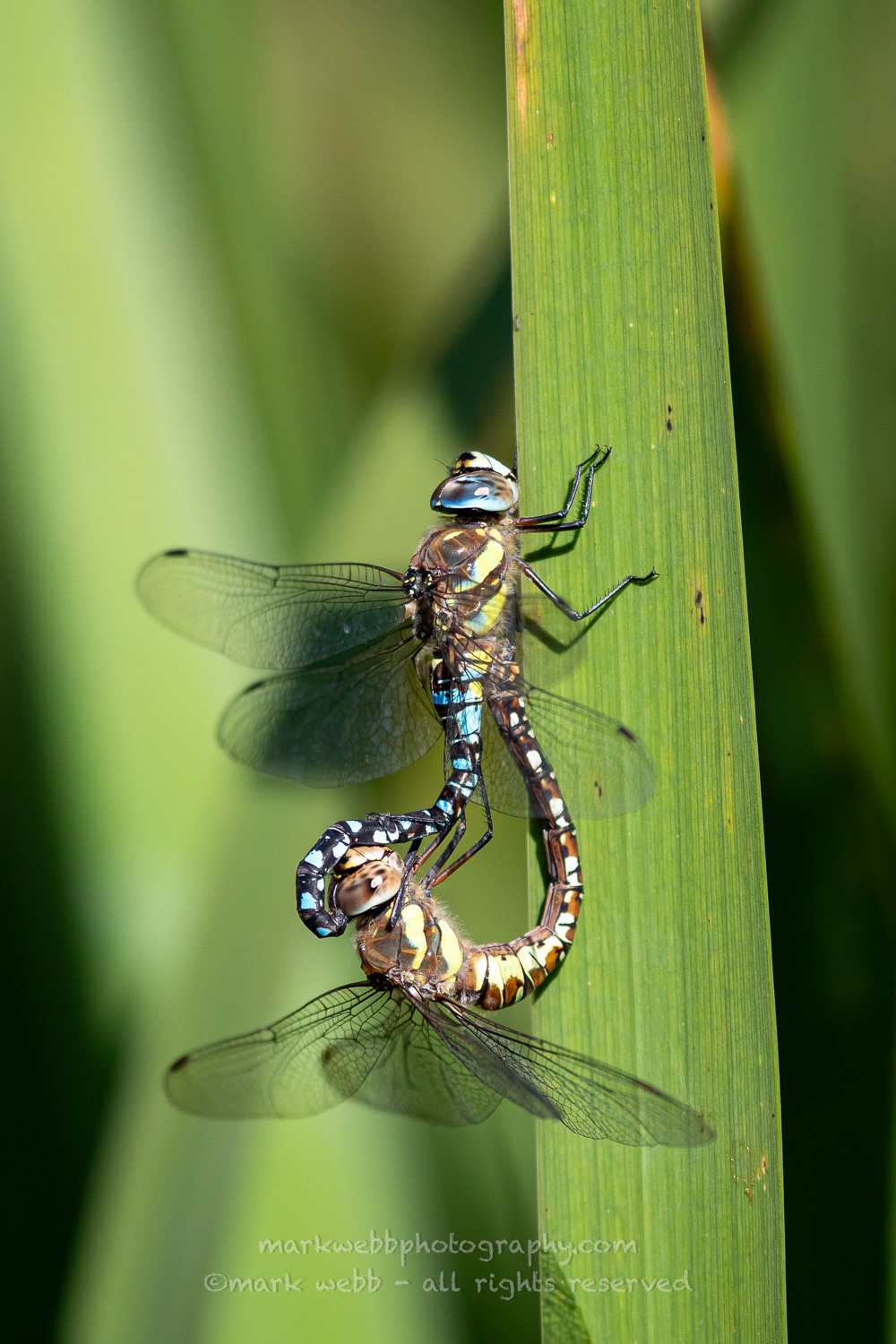 Mating