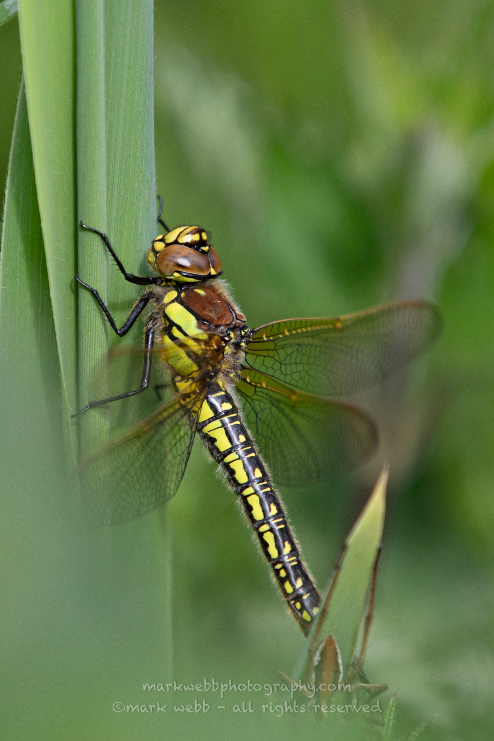 Female