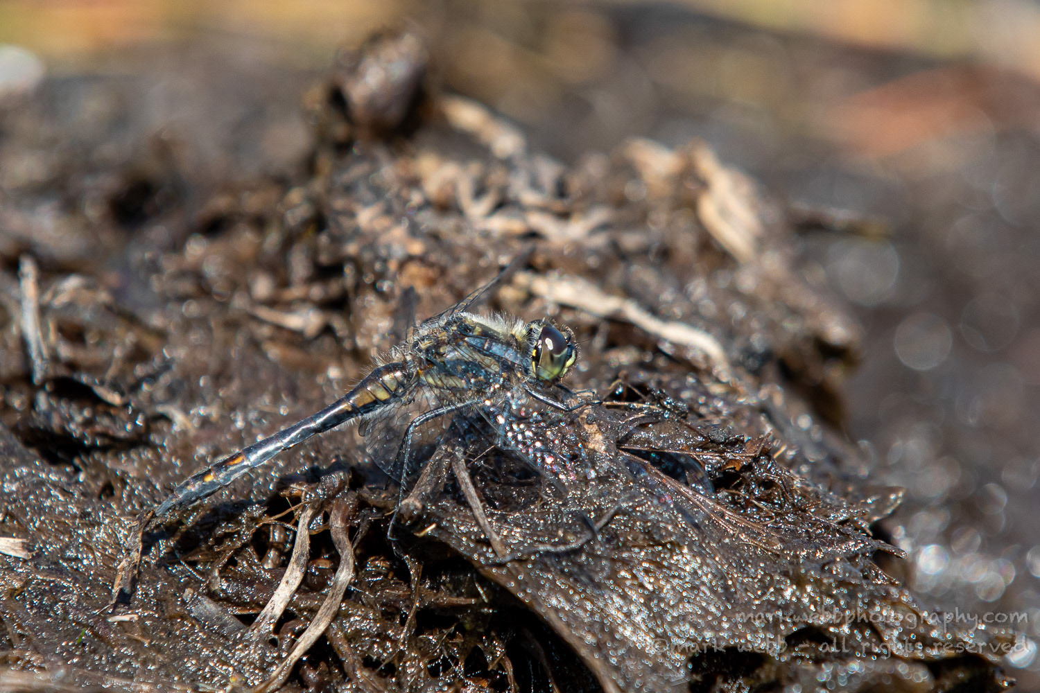 Male