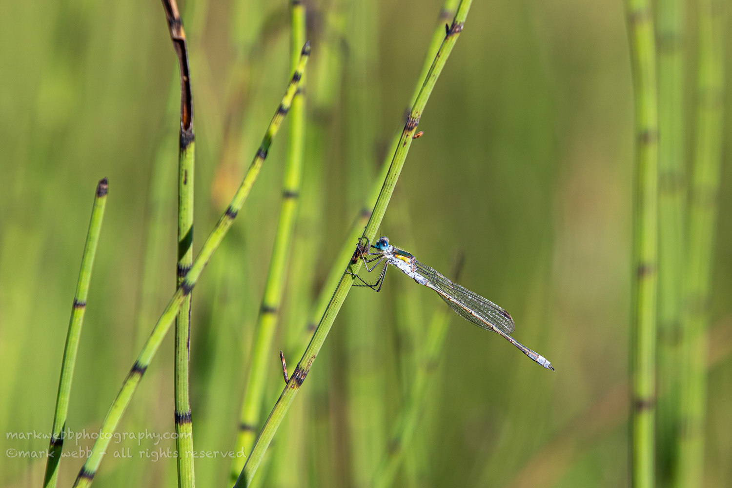 Male