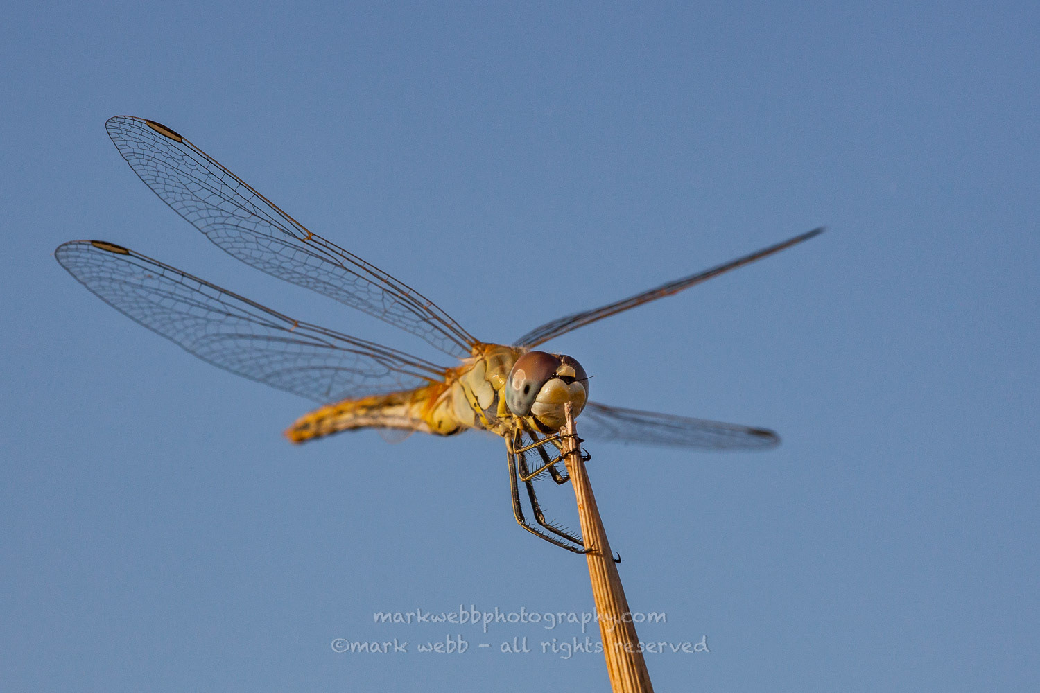 Female