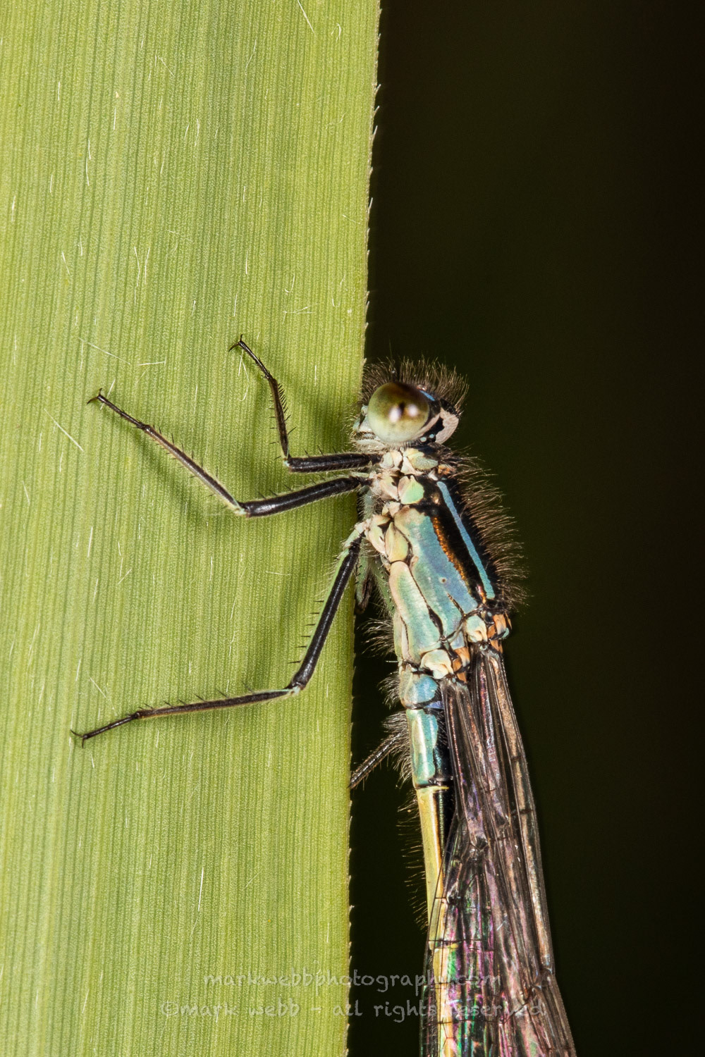 Female (typica)