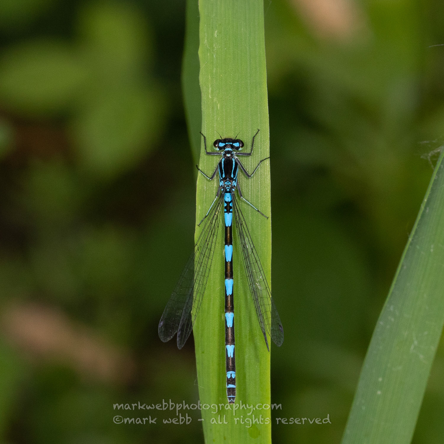 Female