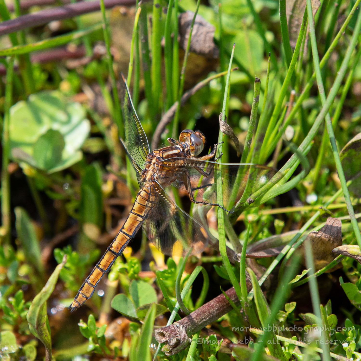 Female