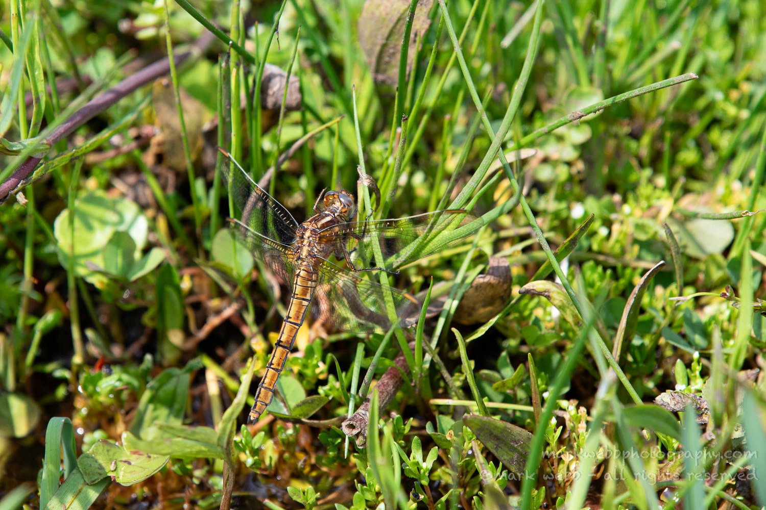 Female