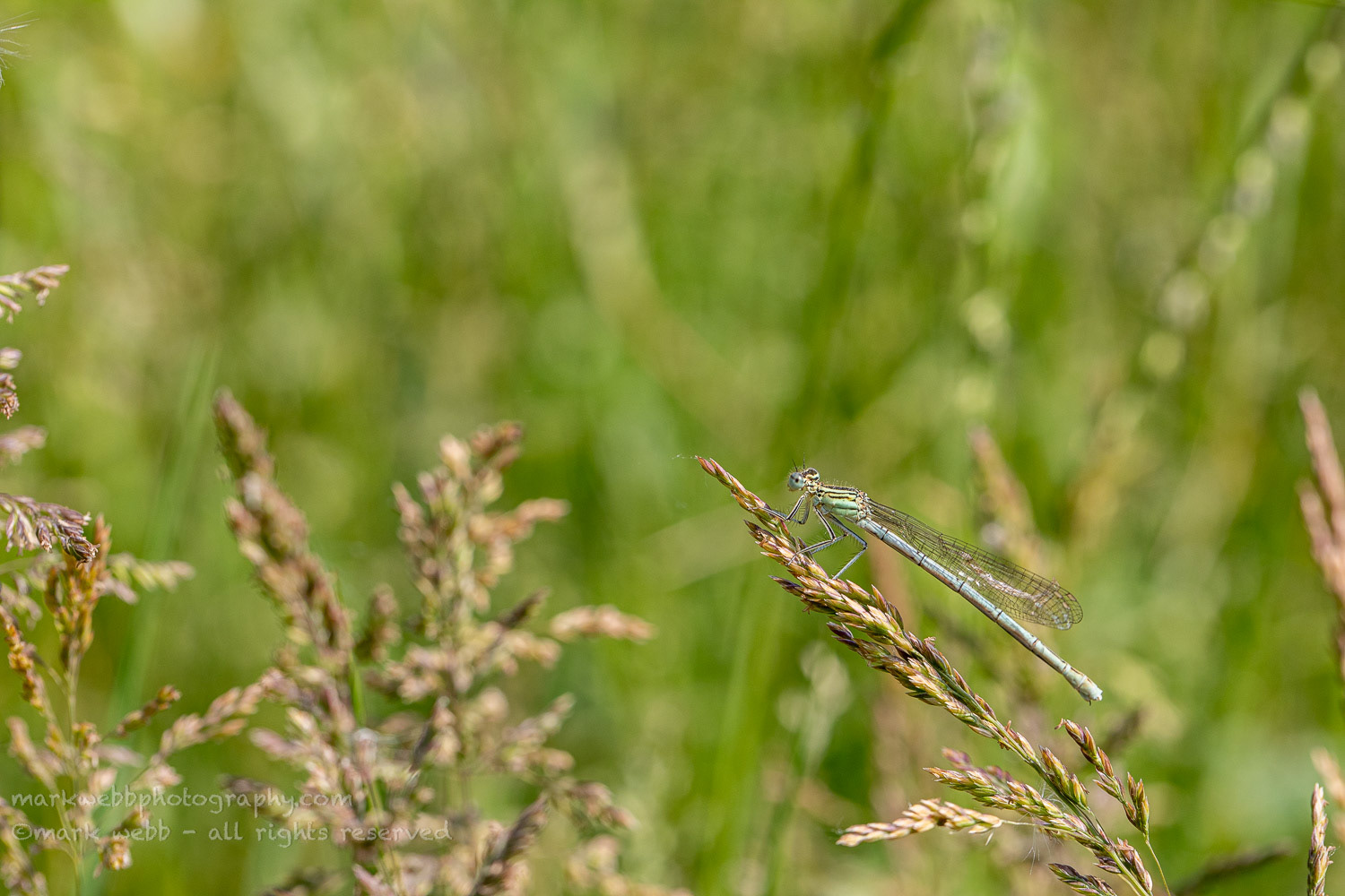 Female