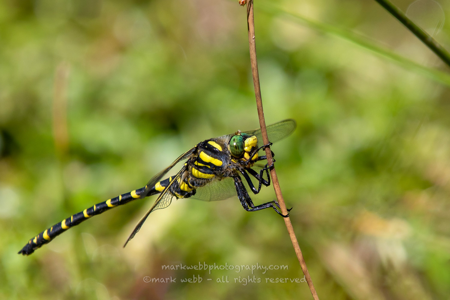 Male