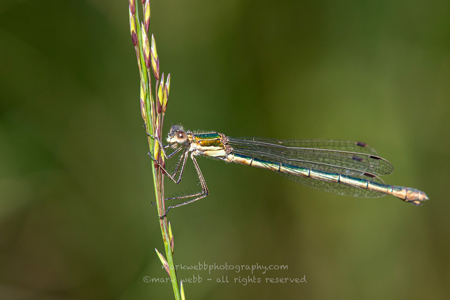 Female