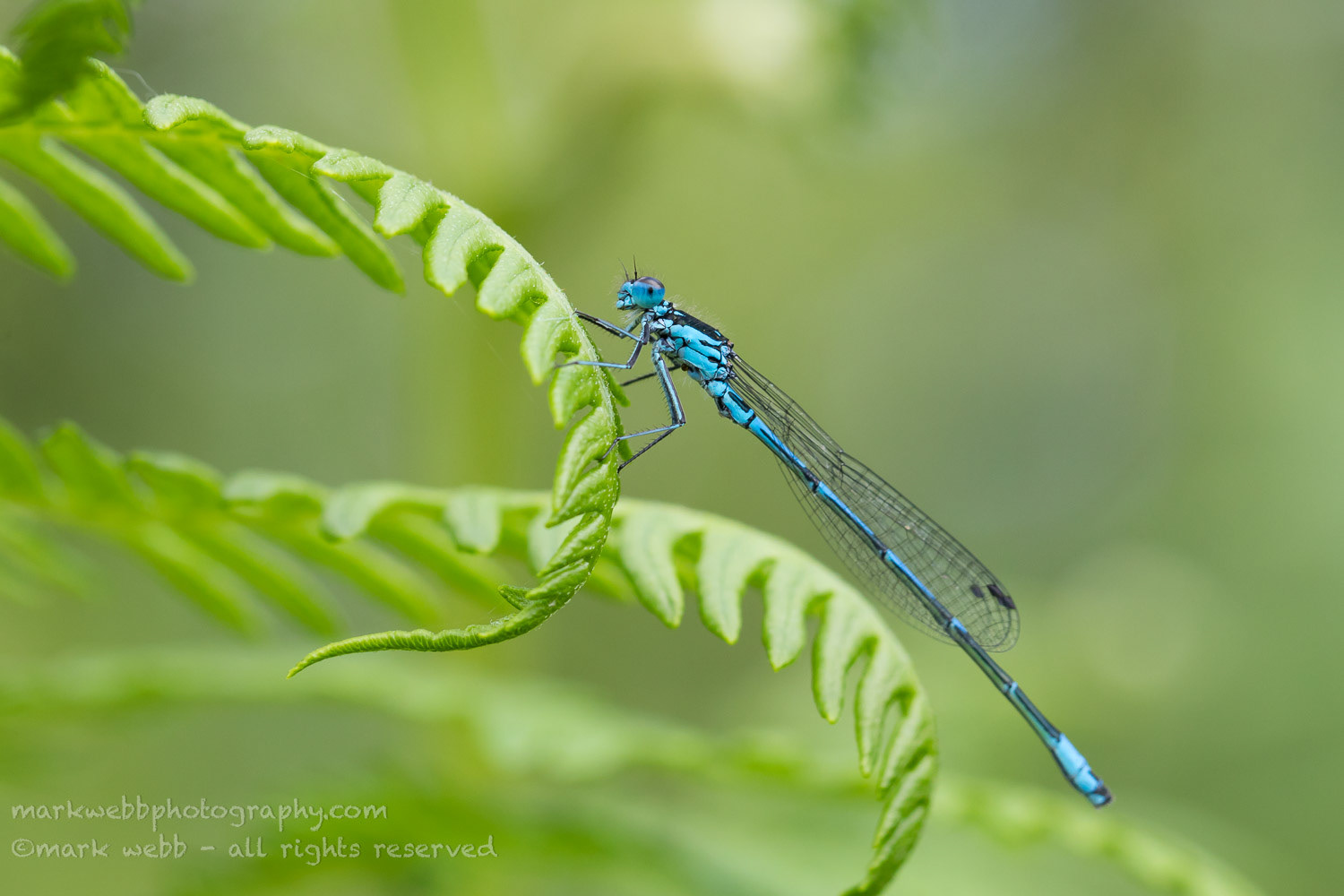 Male
